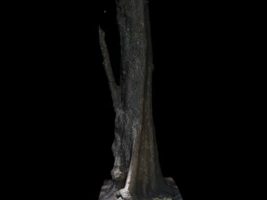 tree 3D Model