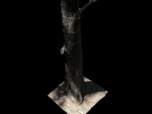tree 3D Model