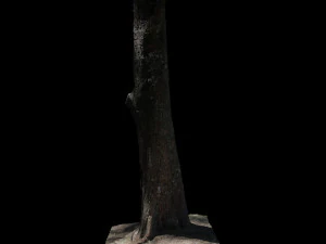 tree 3D Model