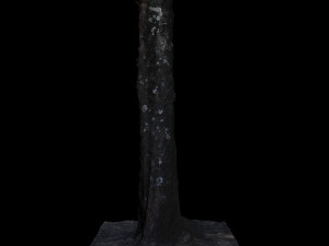 tree Modèle 3D