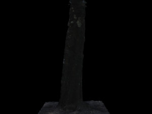 tree Modèle 3D