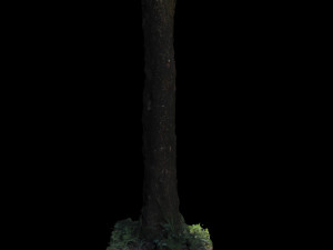 tree Model 3D
