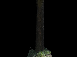 tree Model 3D