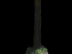 tree 3D Model