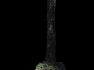 tree Model 3D