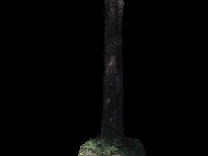 tree 3D Model
