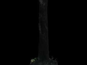 tree 3D Model