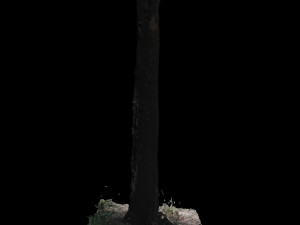tree 3D Модель