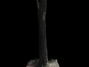tree 3D Модель