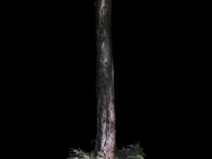 tree 3D Model