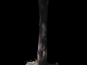 tree 3D Model
