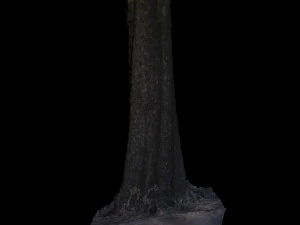 tree 3D Model