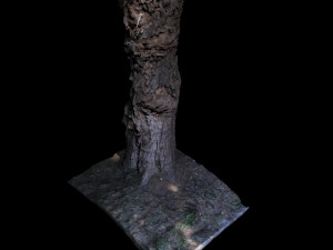 tree 3D Model