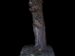 tree 3D मॉडल