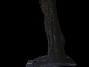 tree 3D मॉडल