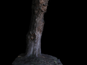 tree 3D मॉडल
