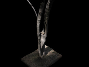 tree 3D Model