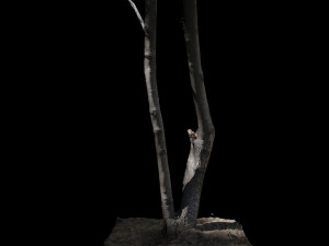 tree 3D Модель