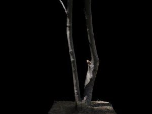 tree 3D Model