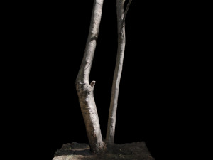 tree 3D Модель