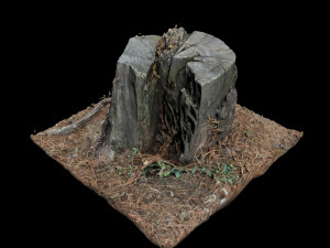 trunk Modelo 3D