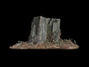 trunk 3D Model