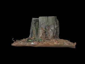 trunk 3D Model