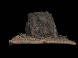 trunk 3D Model