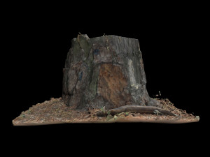 trunk 3D Model