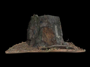 trunk 3D Model
