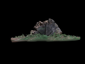 trunk 3D Model