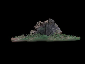 trunk 3D Model