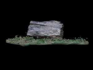 trunk 3D Model