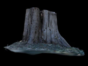 trunk 3D Model