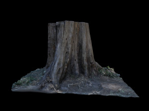 trunk Modelo 3D