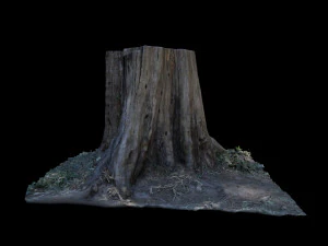 trunk 3D Model