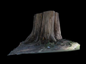 trunk 3D Model