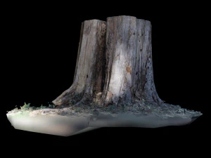 trunk 3D Model