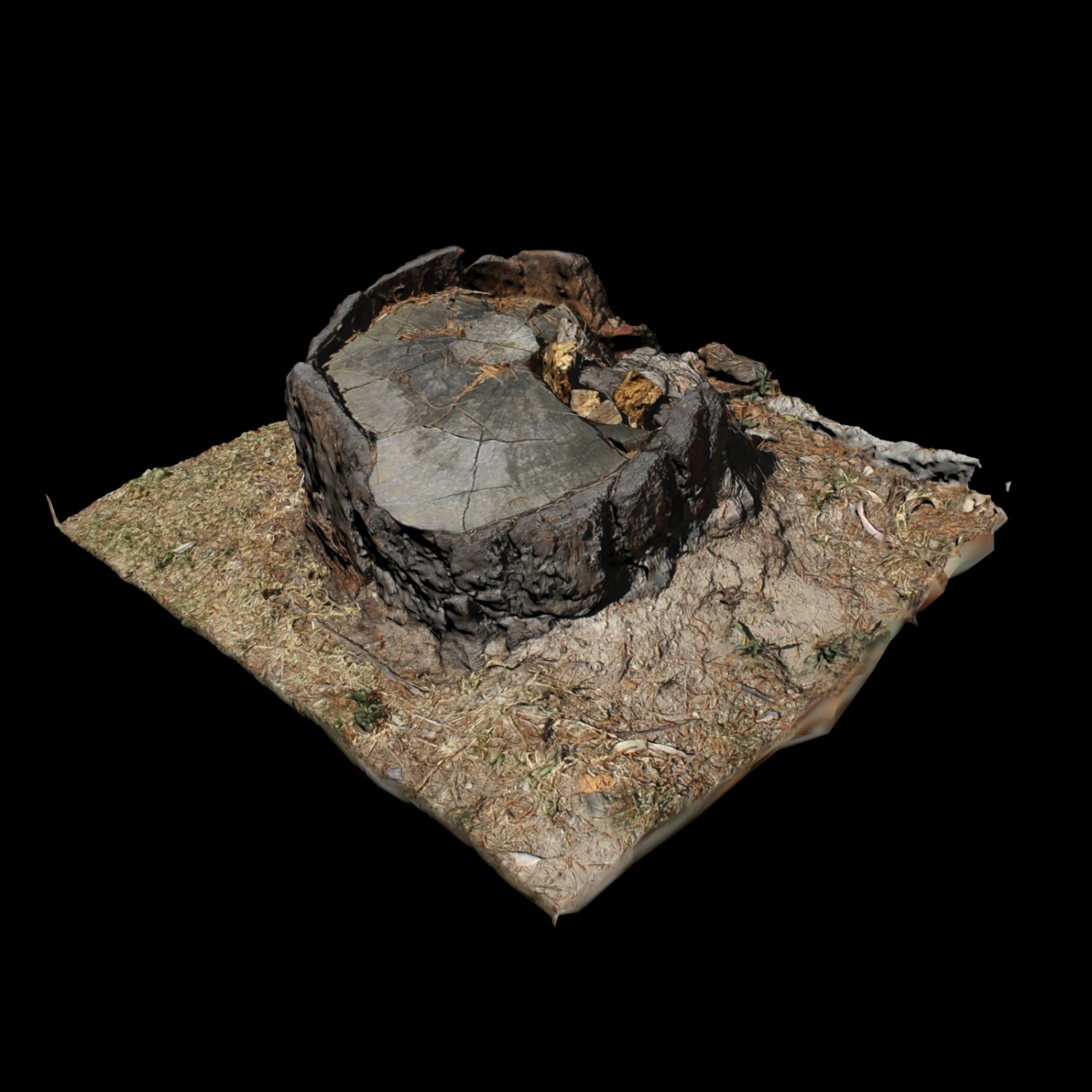 trunk 3D Model .c4d .max .obj .3ds .fbx .stl .blend 