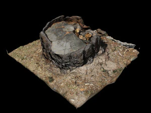trunk 3D Model