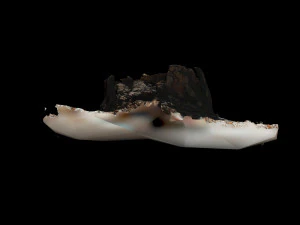 trunk 3D Model