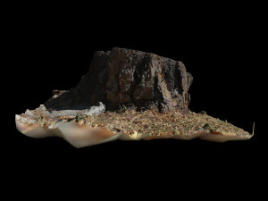 trunk 3D Model