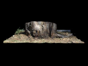 trunk 3D Model