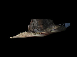 trunk 3D Model