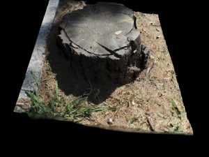 trunk 3D Model