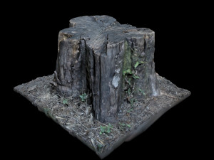 trunk Modelo 3D