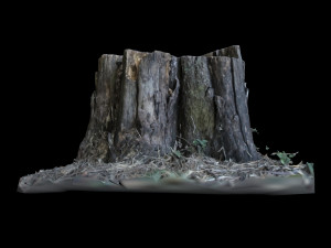 trunk 3D Model