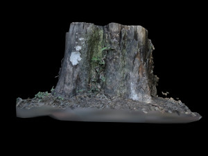trunk 3D Model