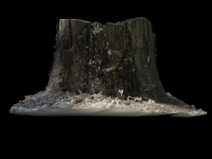 trunk 3D Model