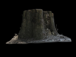 trunk 3D Model